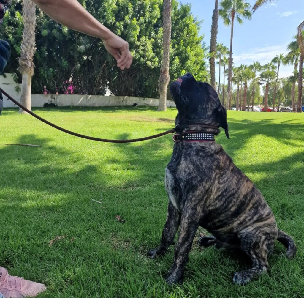 Bull Mastiff for sale