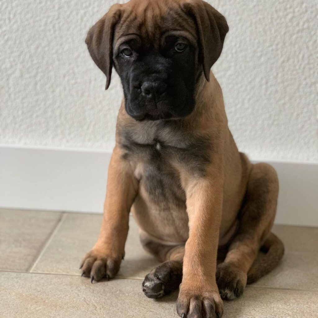 Bull Mastiff
