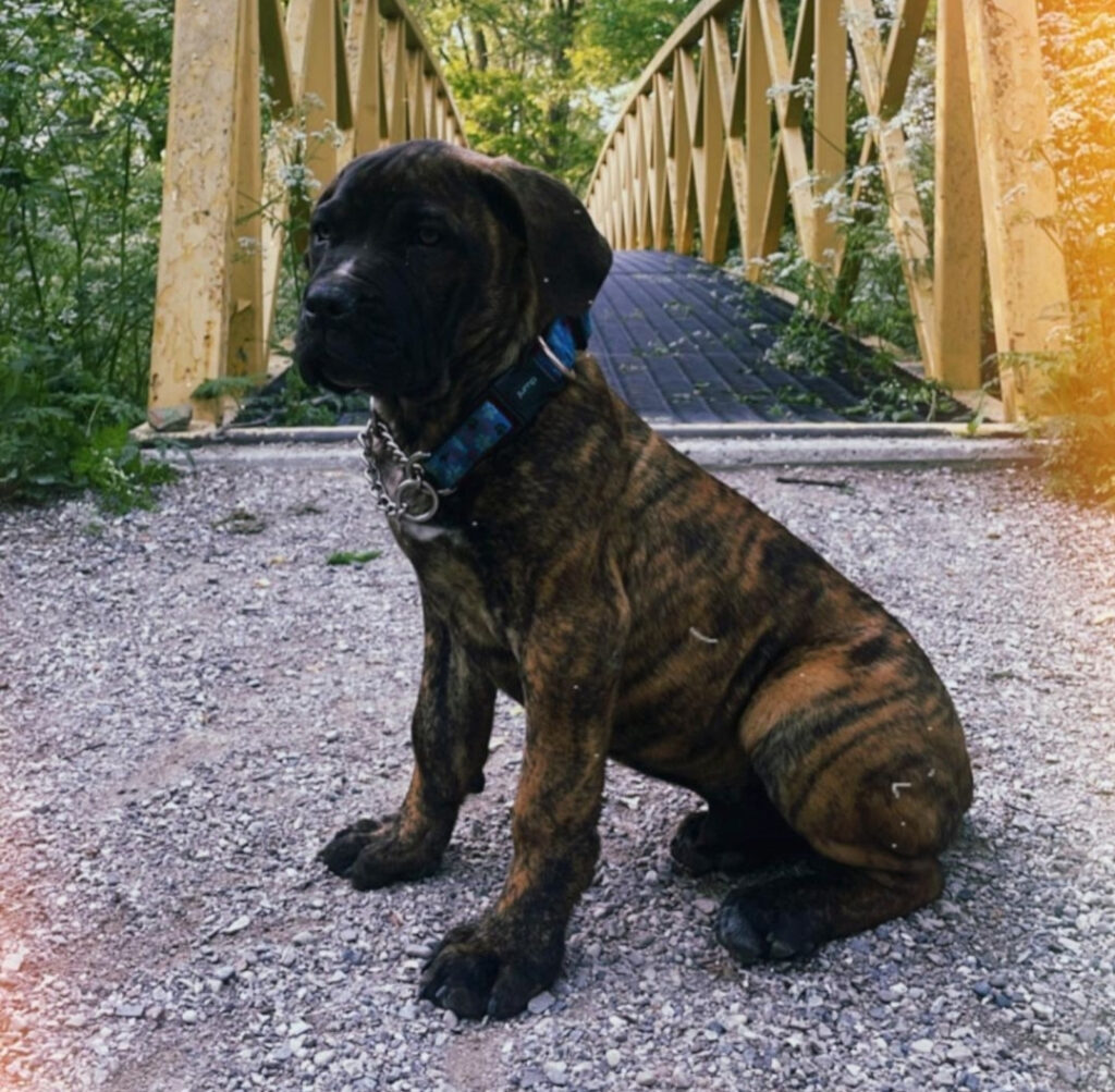 english mastiff for sale