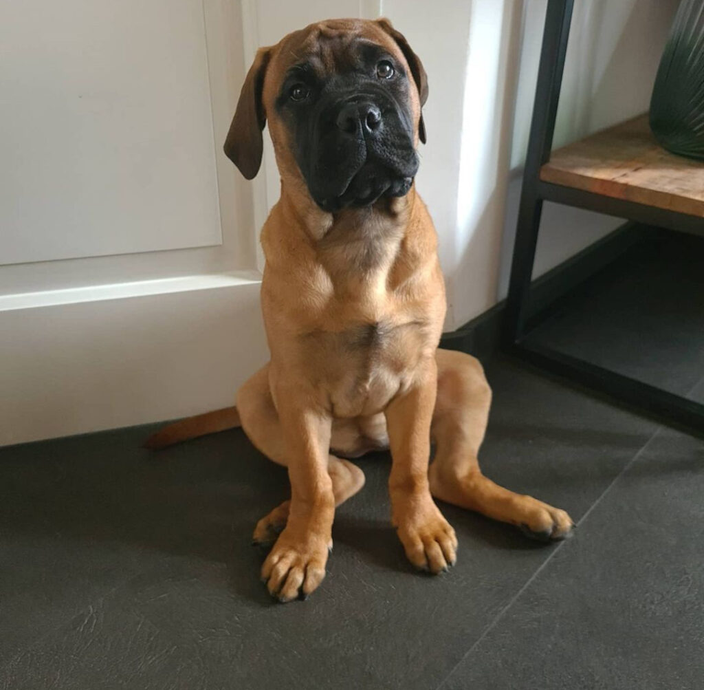 bull mastiff