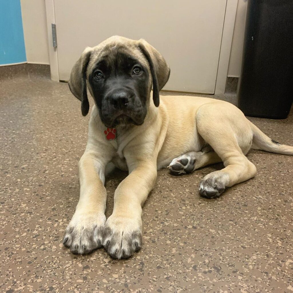 english mastiff