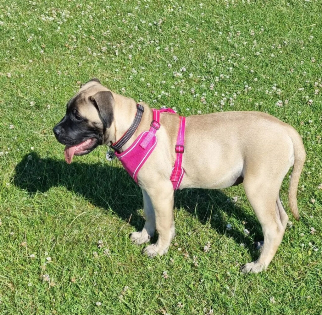 bull mastiff for sale