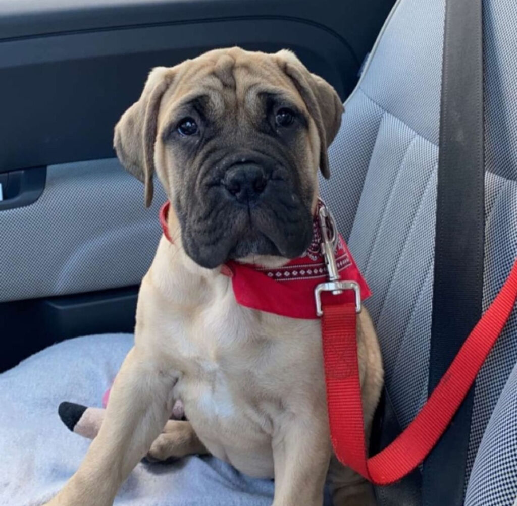 bull mastiff for sale