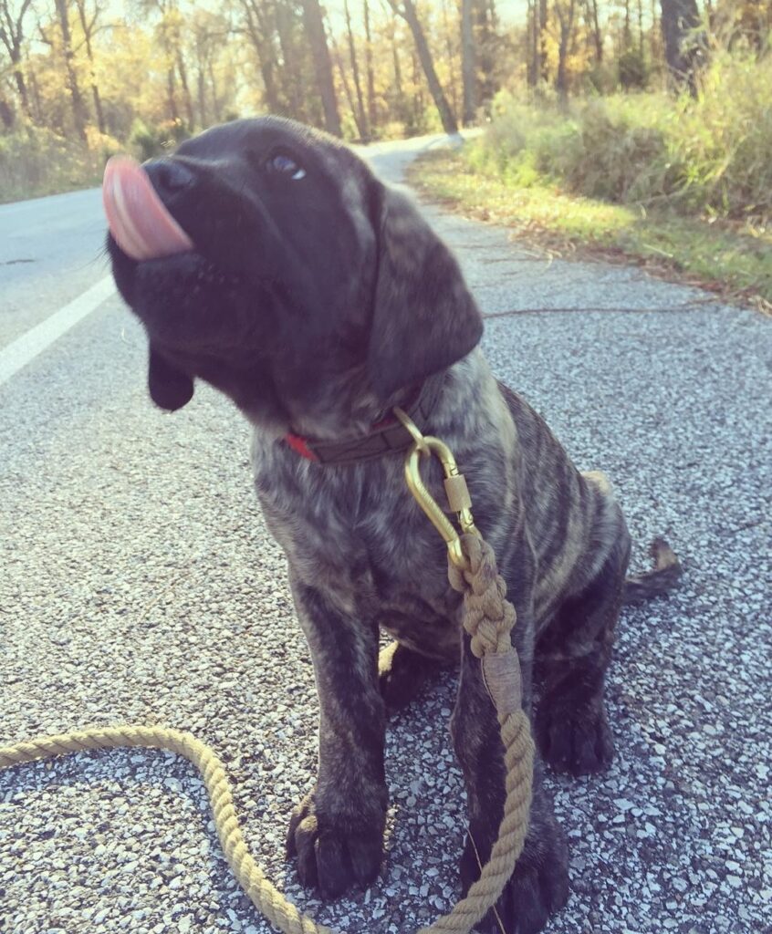 English Mastiff puppy
